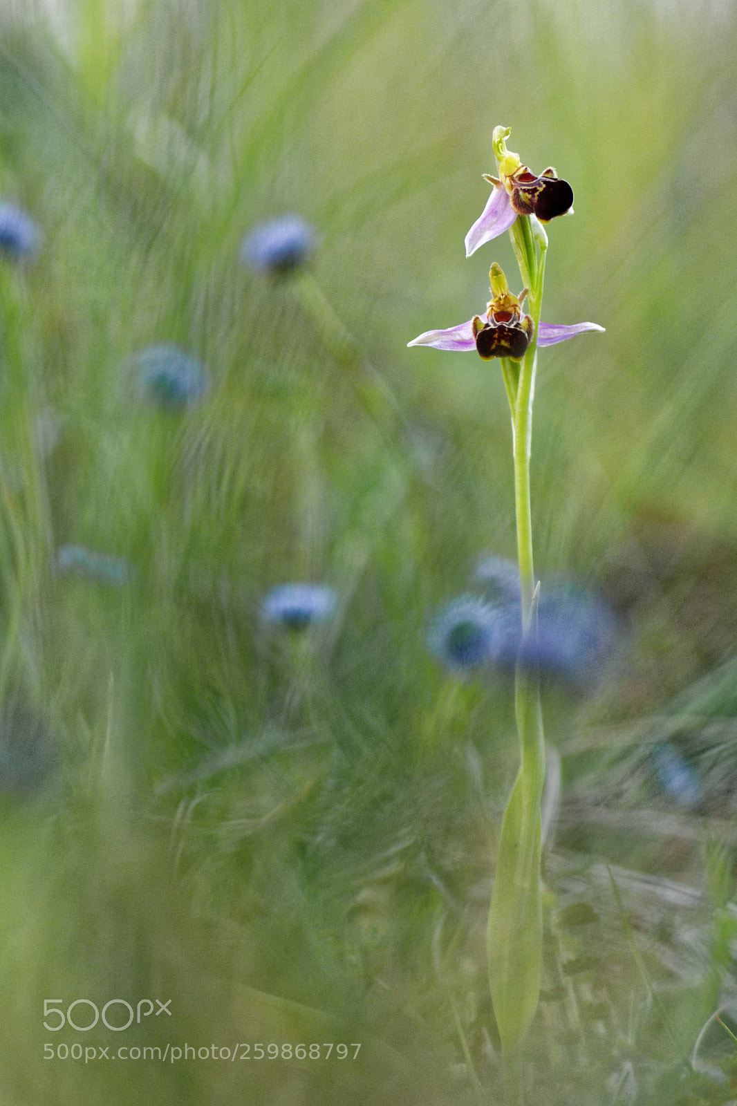 Canon EOS 40D sample photo. Ophrys abeille sur fond photography