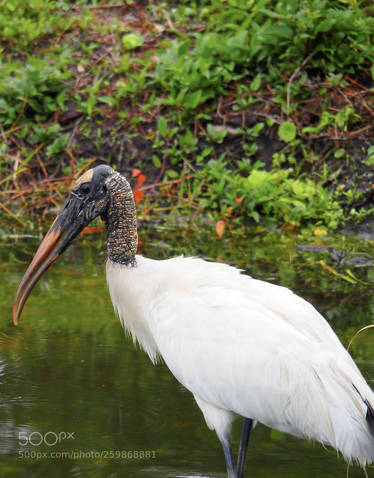 Olympus OM-D E-M1 Mark II sample photo. Molting american white ibis photography
