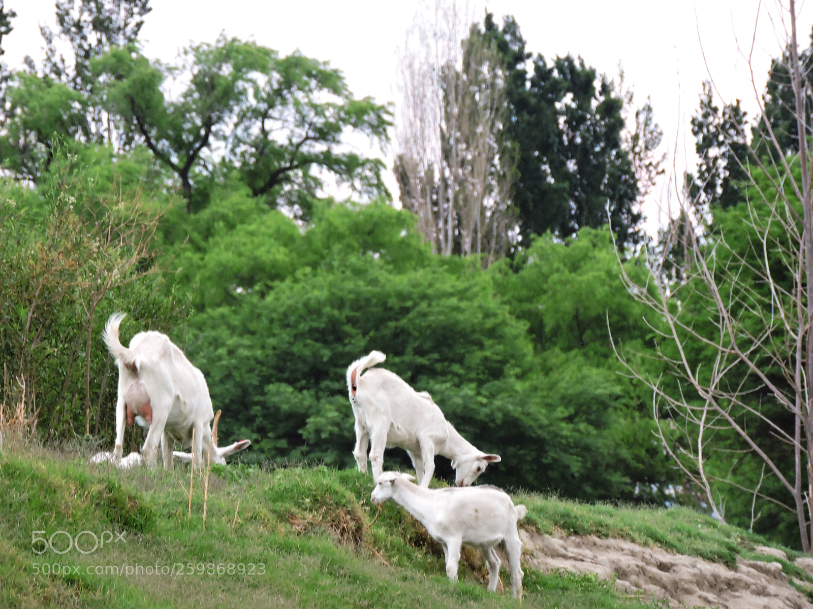 Nikon Coolpix P530 sample photo. Goats playing ii photography