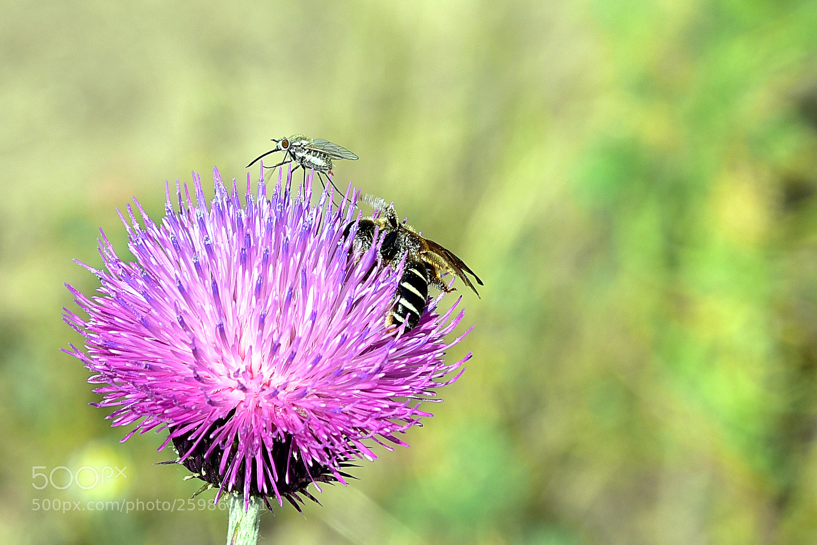 Nikon D750 sample photo. Coexistence. photography