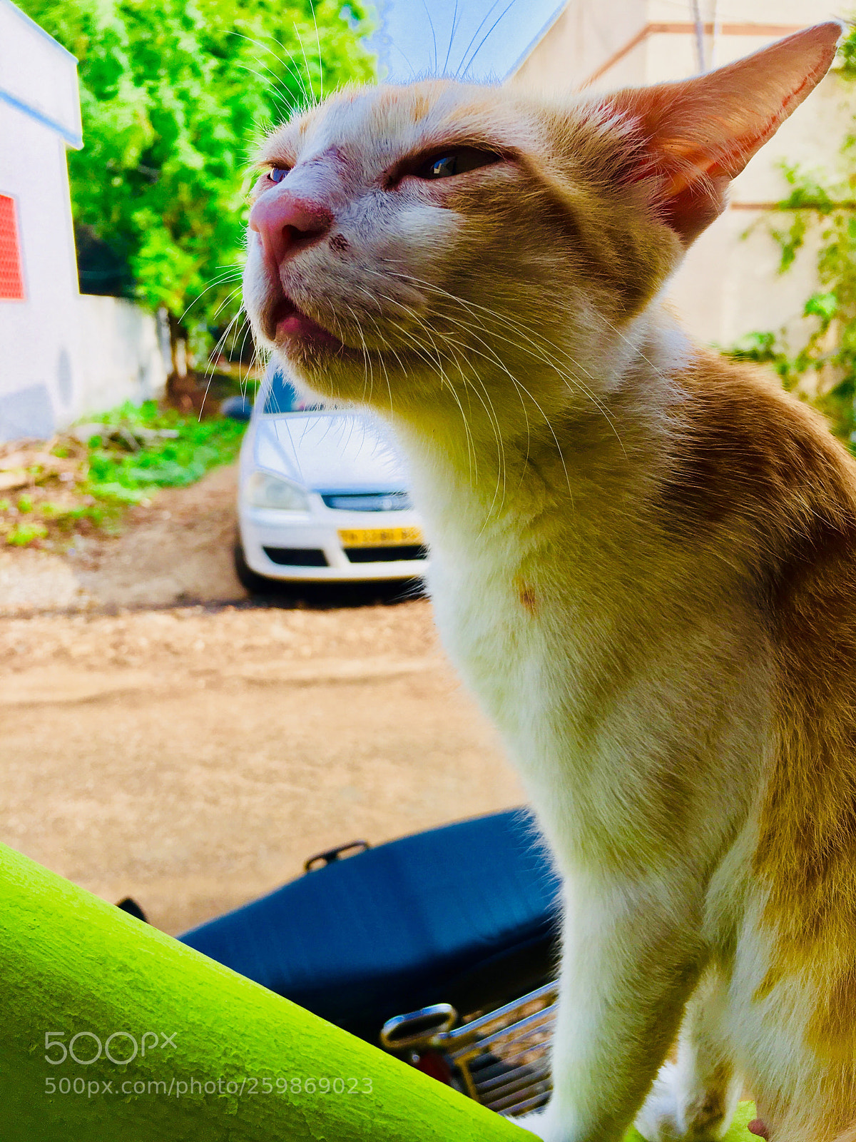 Apple iPhone 6s Plus sample photo. Cat photography
