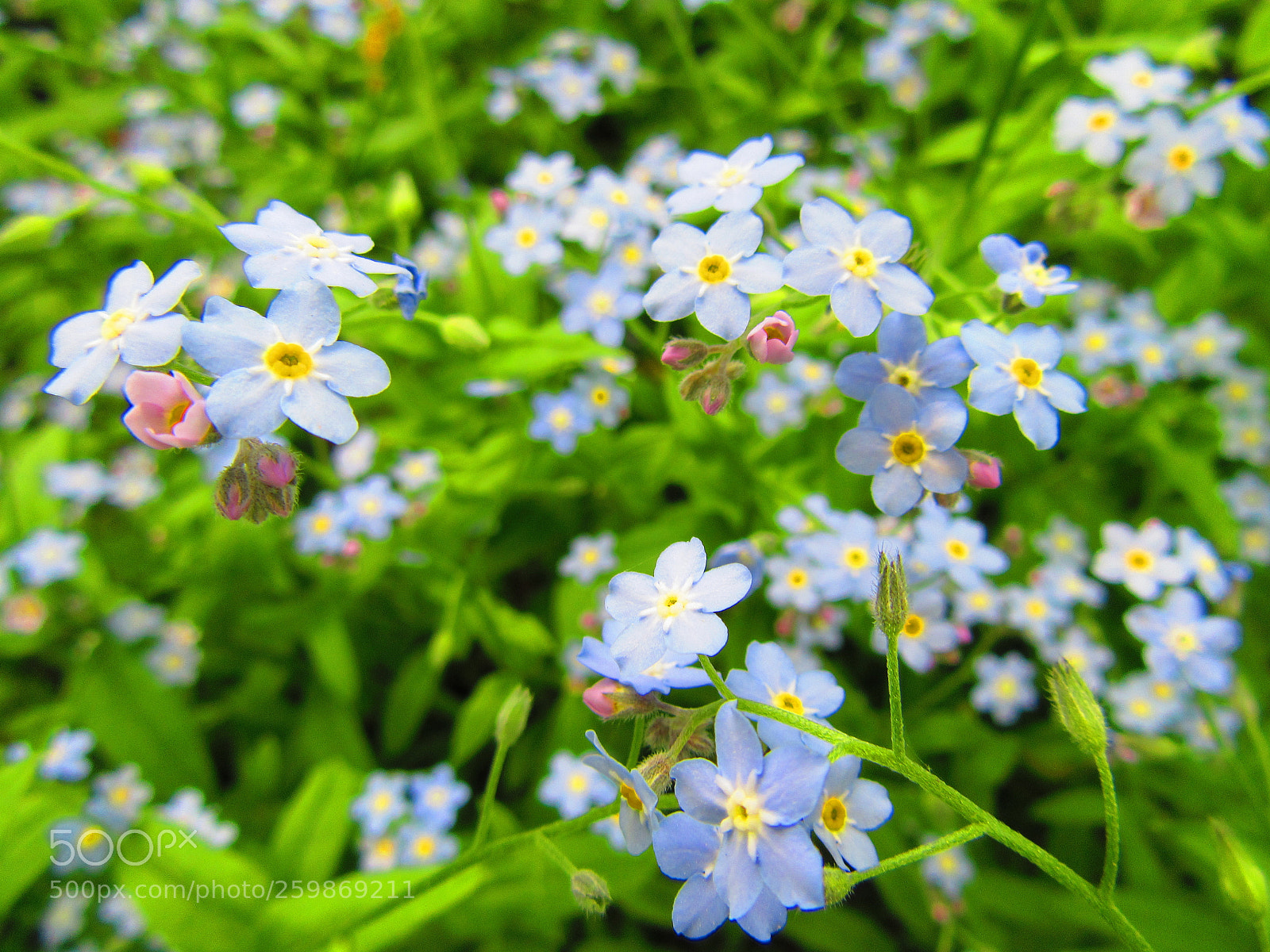 Canon PowerShot SX610 HS sample photo. Forget-me-nots photography
