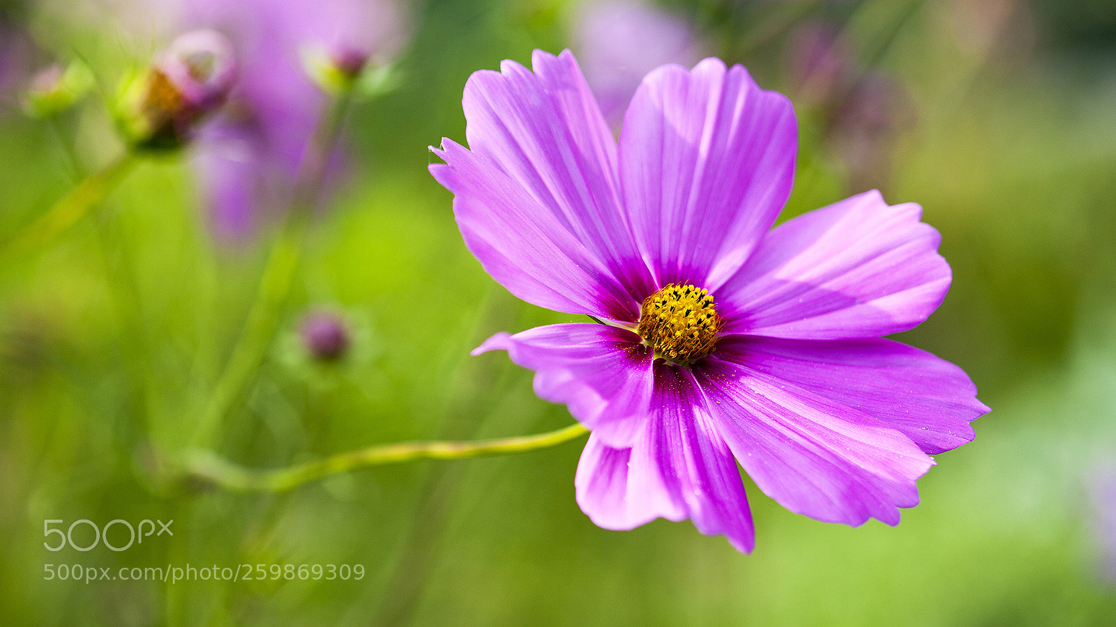 Canon EOS 5D Mark II sample photo. Wiesenblüten photography