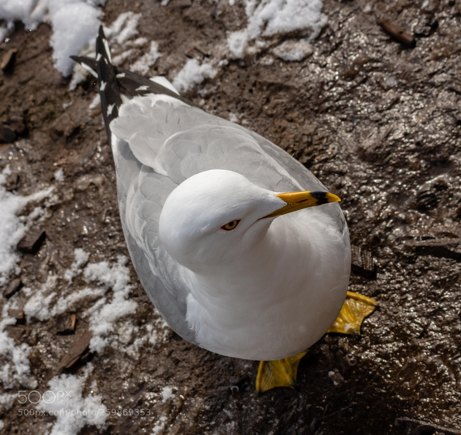 Nikon D7200 sample photo. Ringed billed gull photography