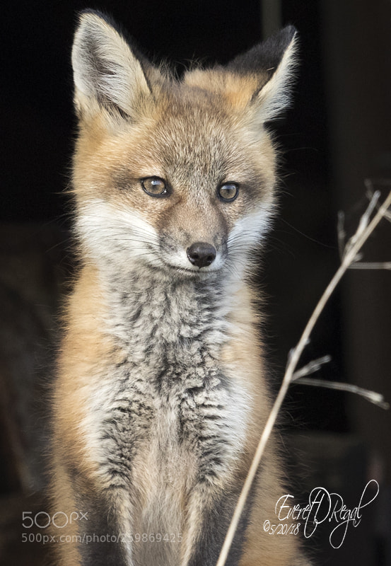 Canon EOS-1D X Mark II sample photo. Fox portrait photography