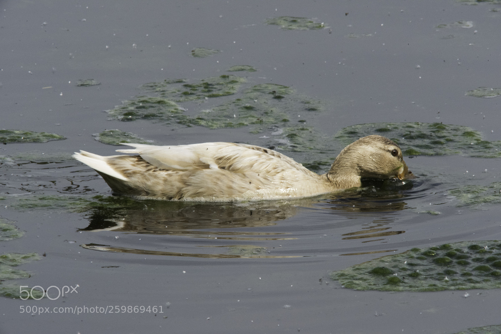 Nikon D810 sample photo. Ducks photography