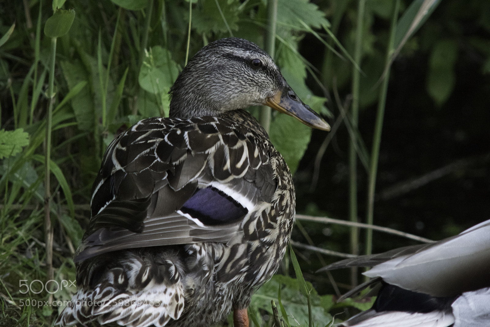 Nikon D810 sample photo. Ducks photography