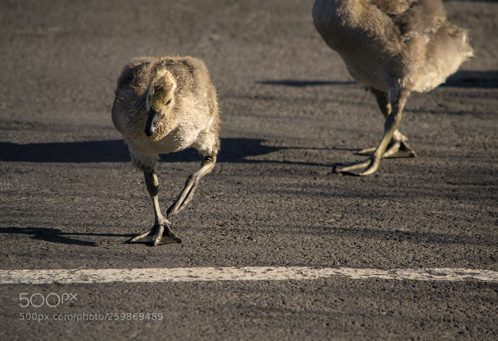 Nikon D3100 sample photo. Winning the gosling race photography