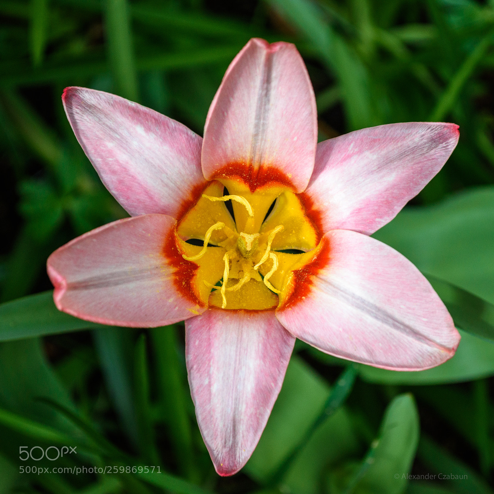 Nikon D5500 sample photo. Flower photography