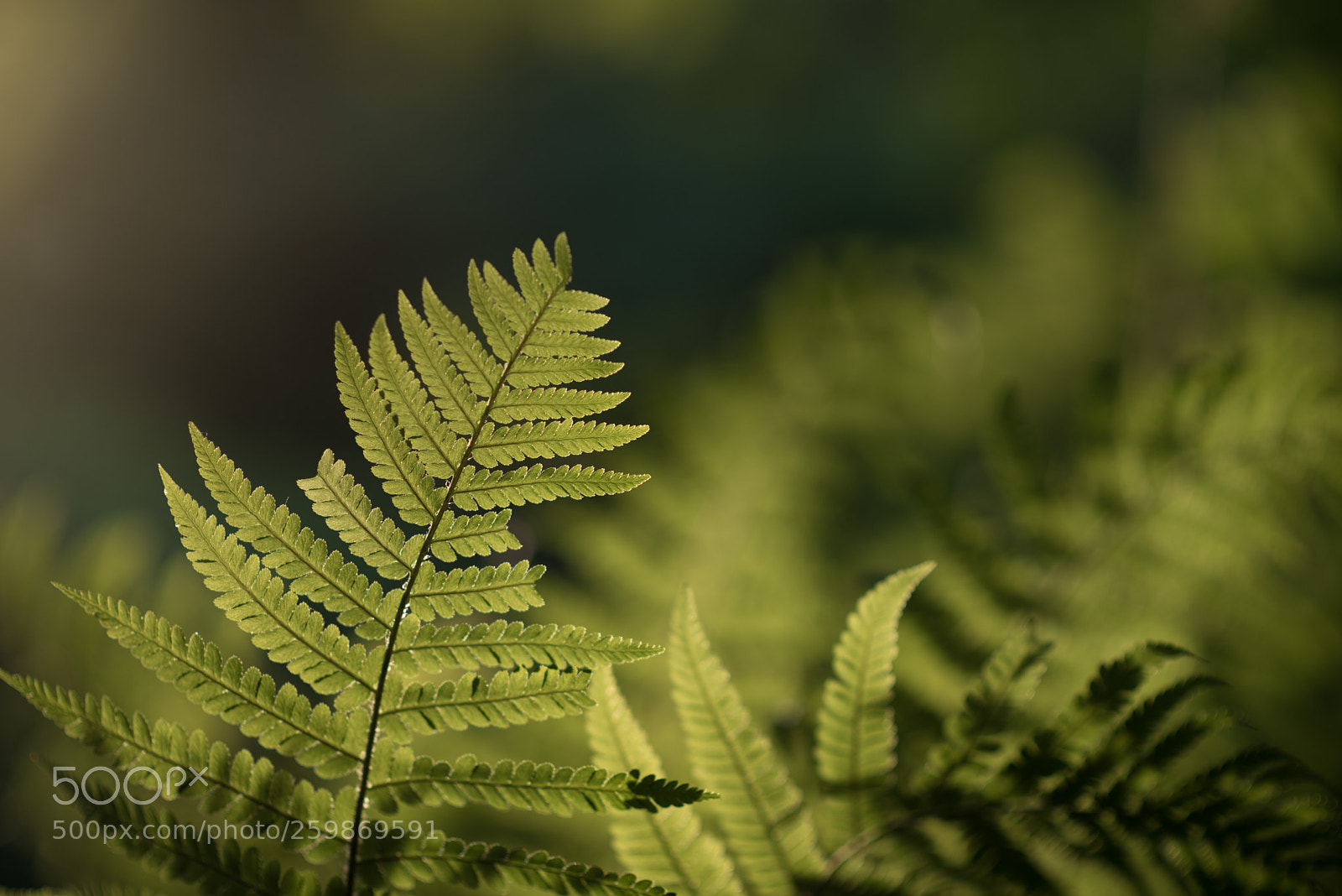 Nikon D750 sample photo. Fern in sunlight photography