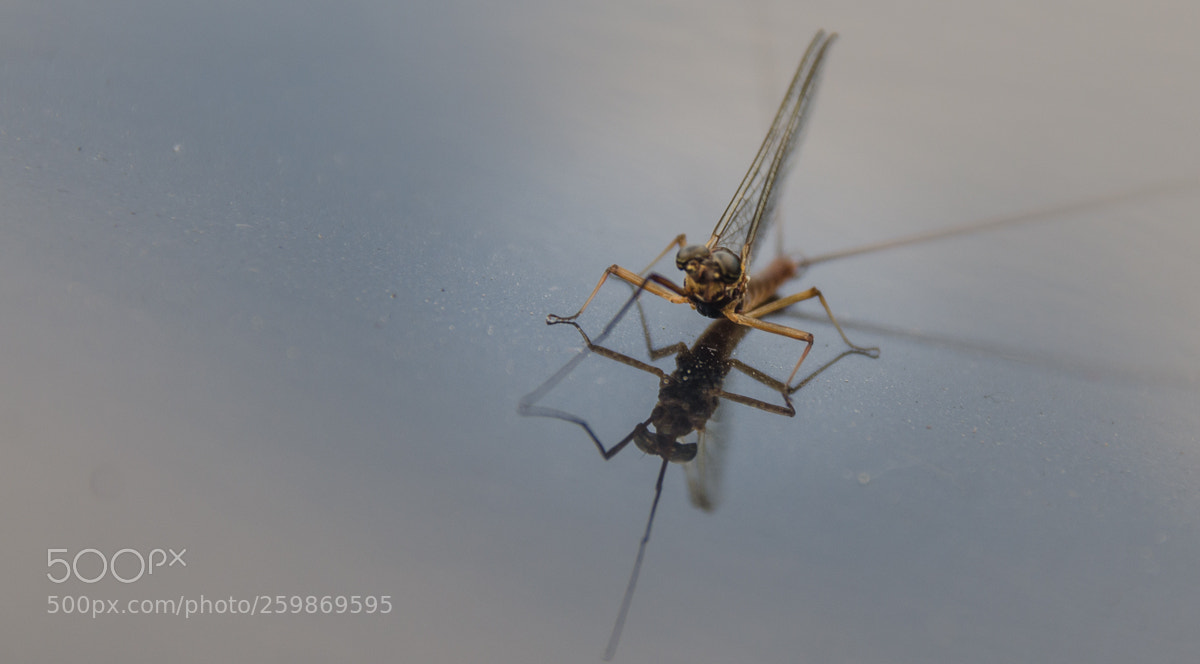 Nikon D7000 sample photo. Reflection photography