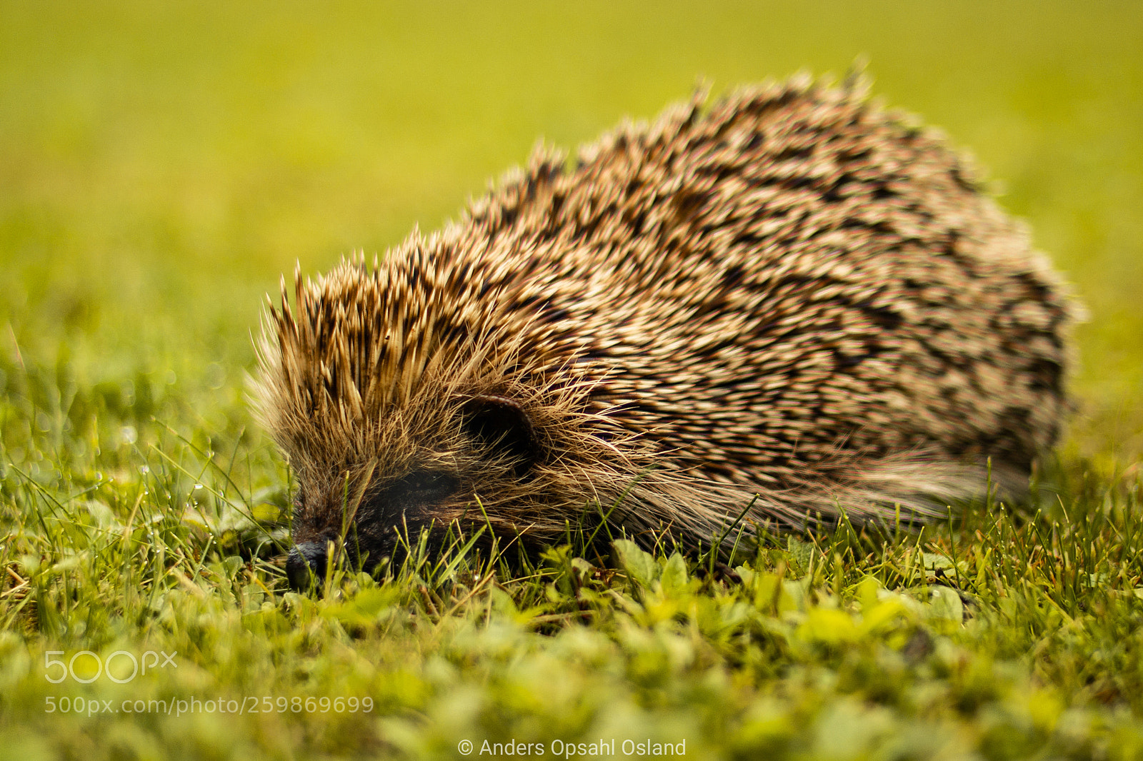 Samsung NX300 sample photo. Hedgehog photography