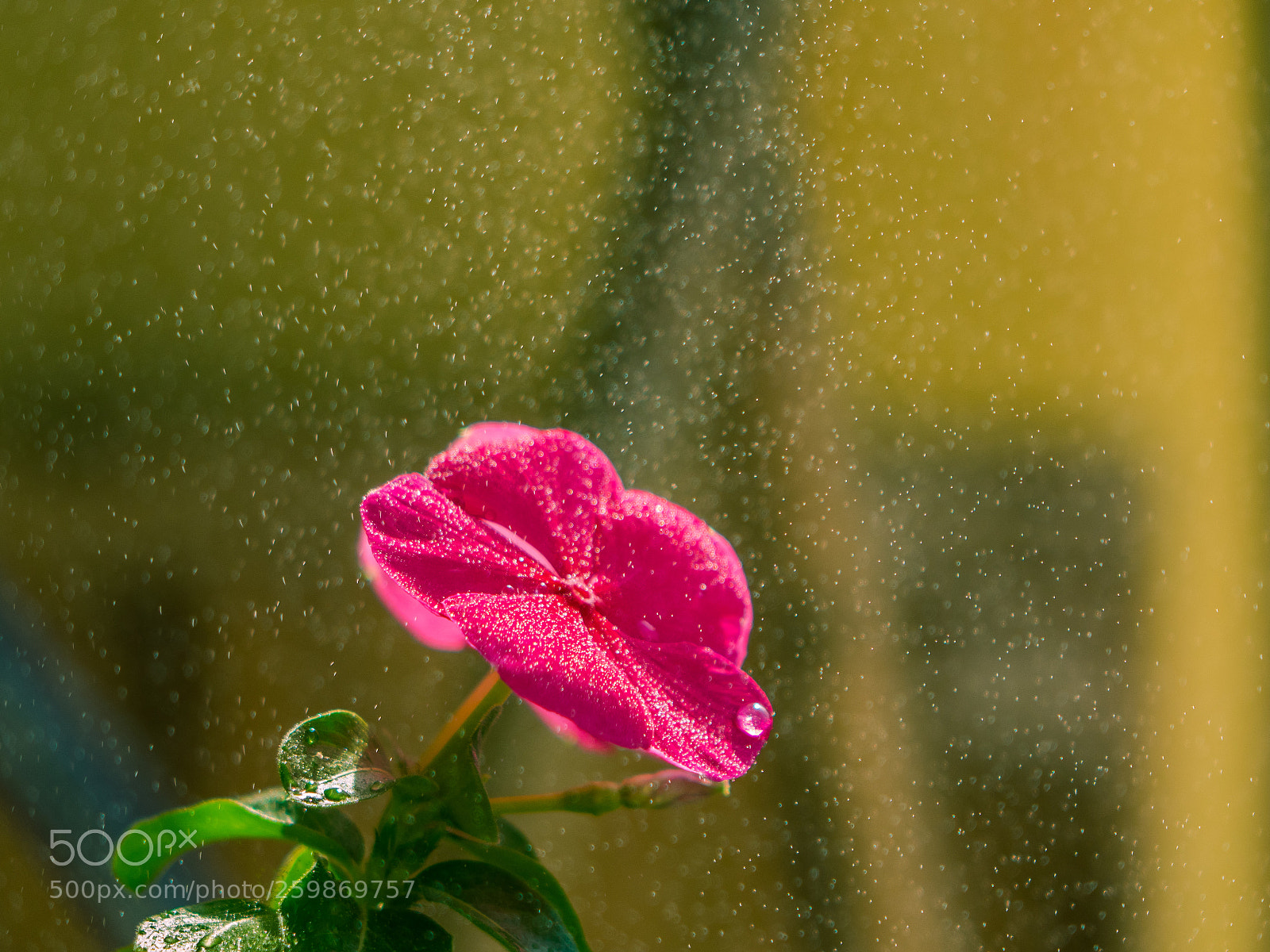 Sony Cyber-shot DSC-RX10 sample photo. Rainy flower photography