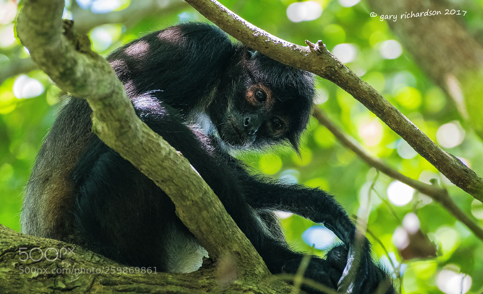 Nikon D500 sample photo. Spider monkey yucatan mexico () photography