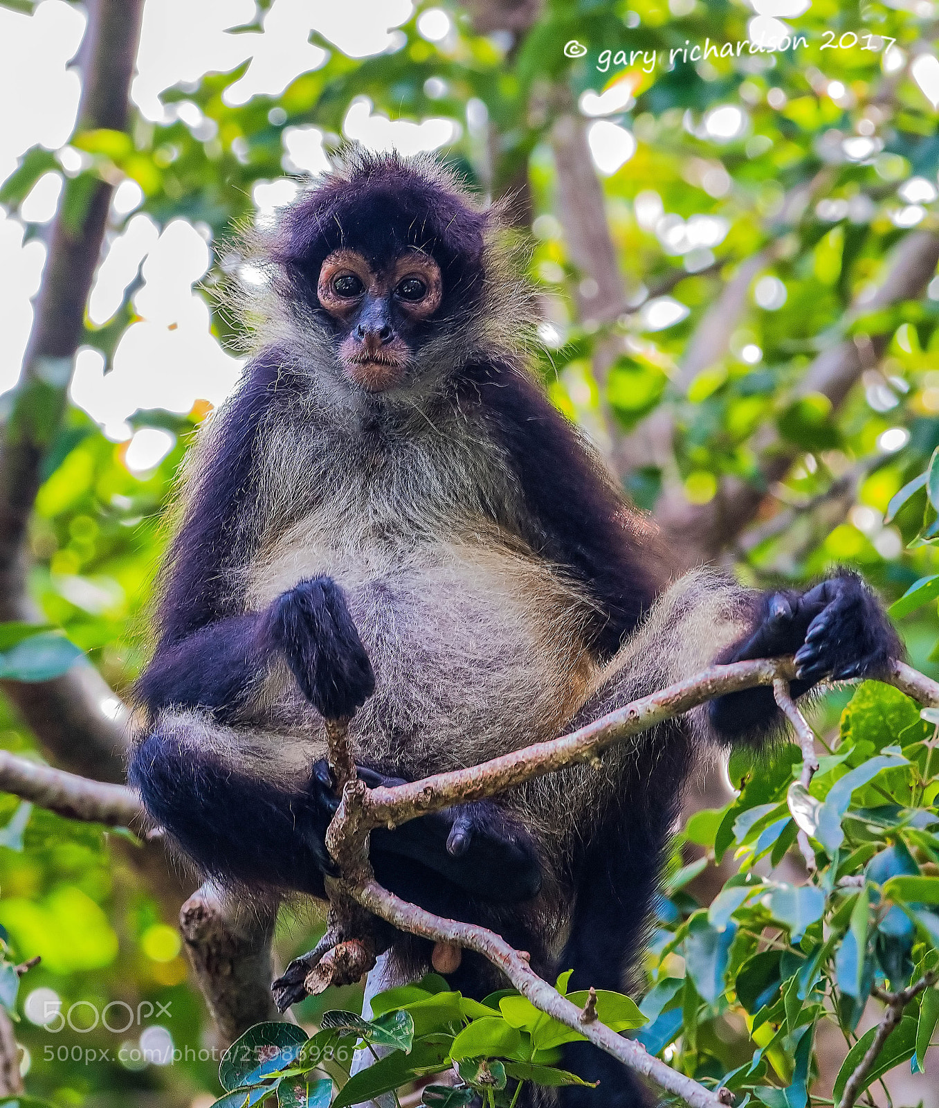Nikon D500 sample photo. Spider monkey yucatan mexico () photography