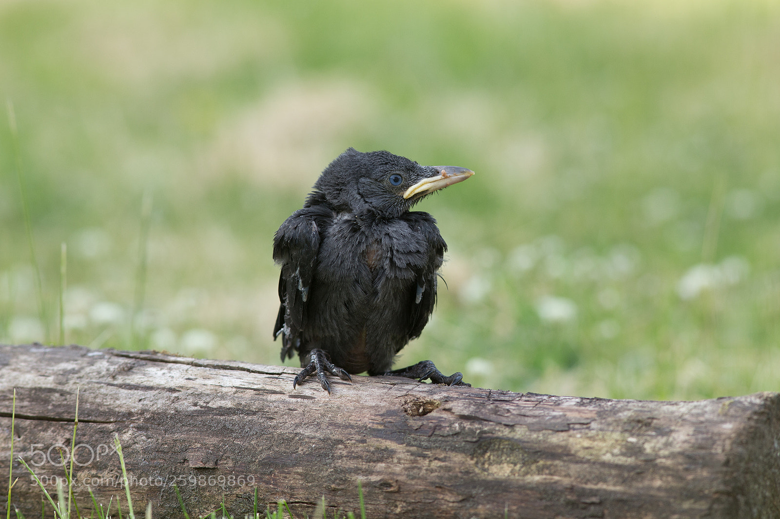 Canon EOS 6D sample photo. Jackdaw photography