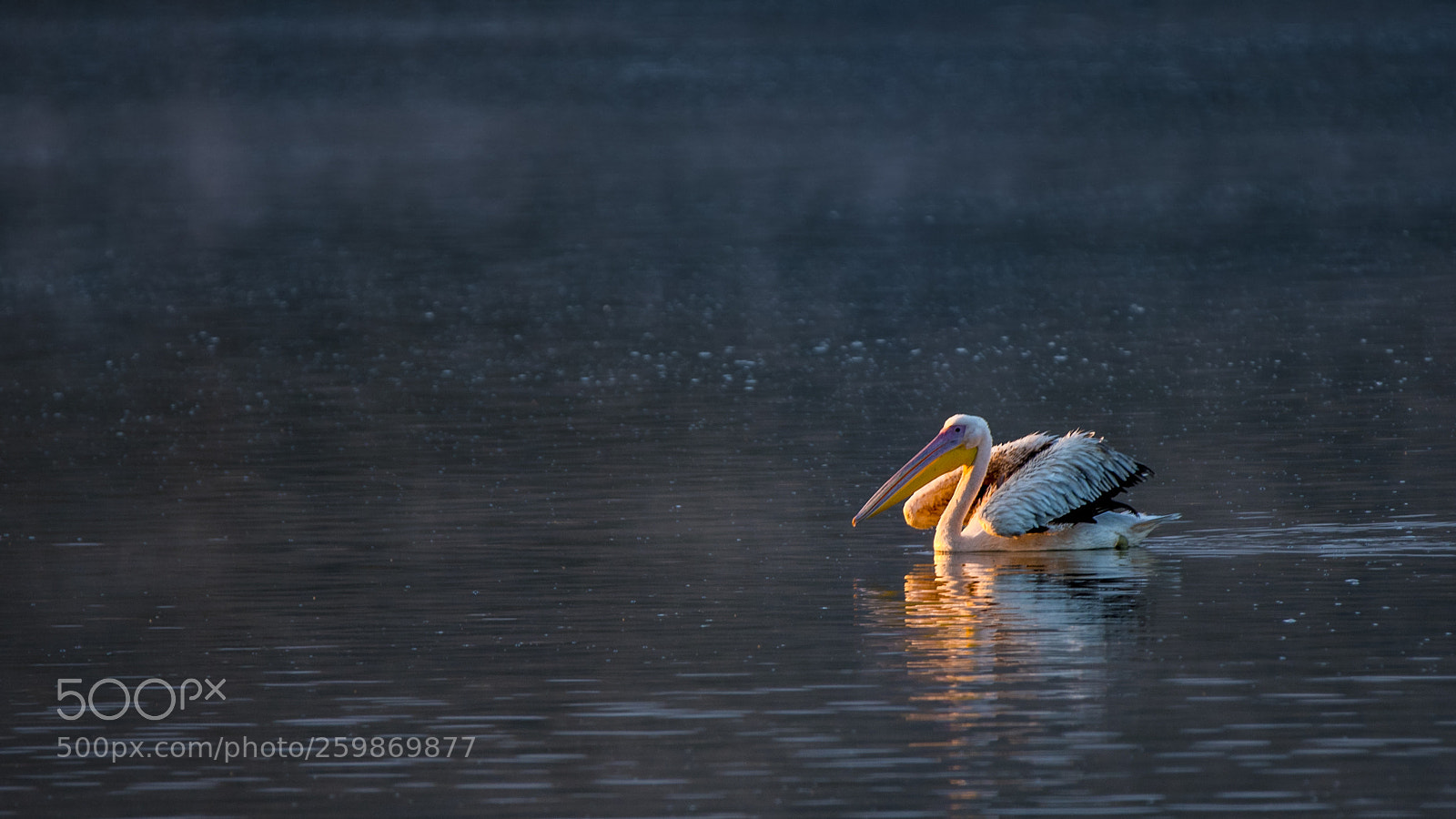 Nikon D750 sample photo. Pelican.... photography