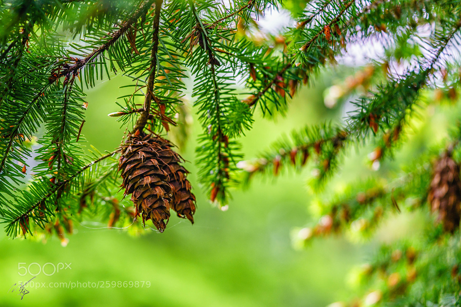 Sony a7R II sample photo. Acron may photography