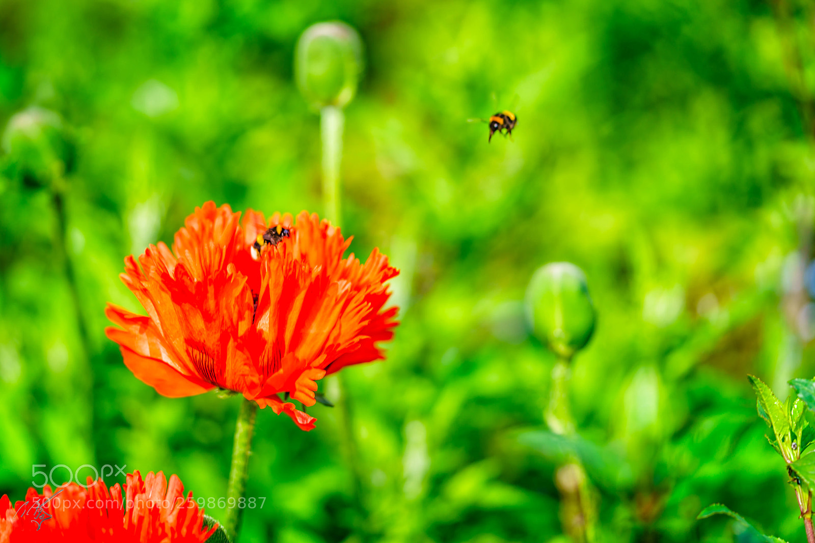 Sony a7R II sample photo. Bee and poppy may photography