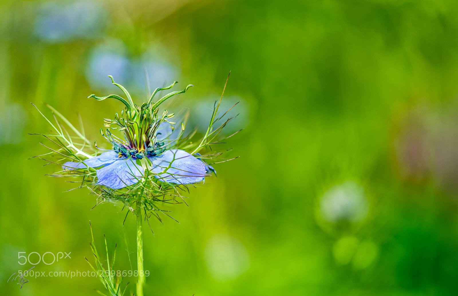 Sony a7R II sample photo. Blue for you flower photography
