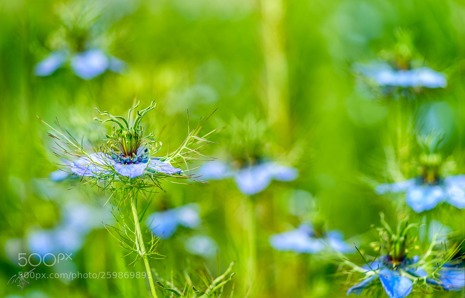 Sony a7R II sample photo. Blue for you flower photography