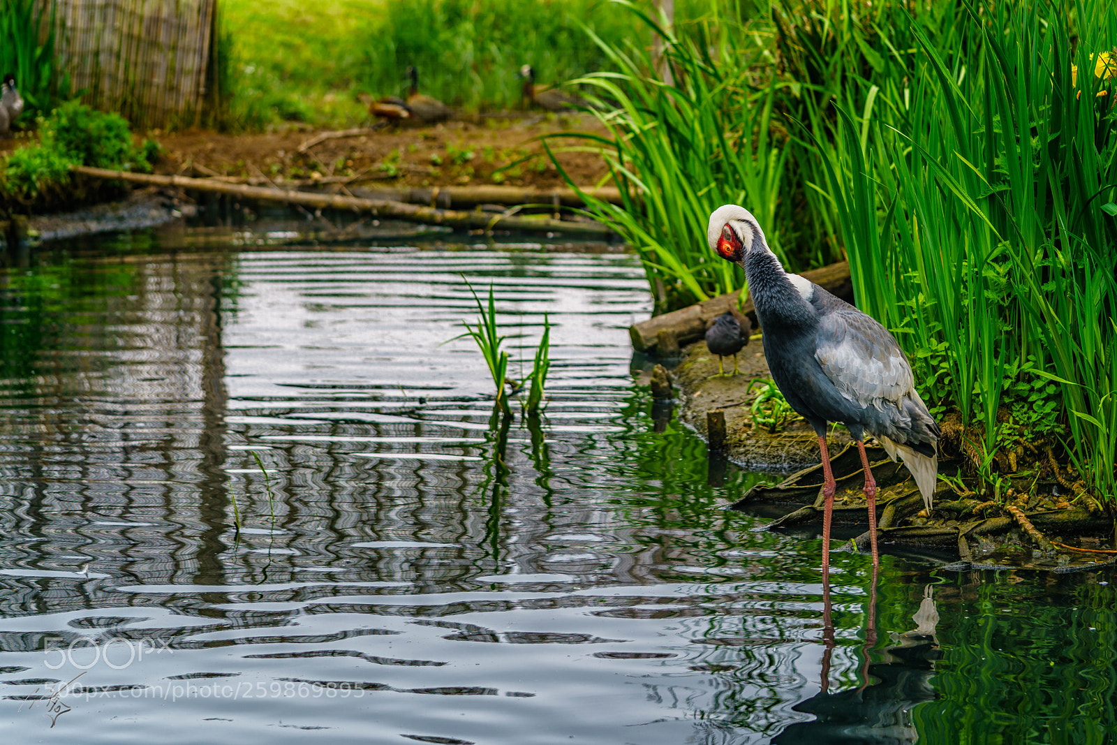 Sony a7R II sample photo. Cranes may photography