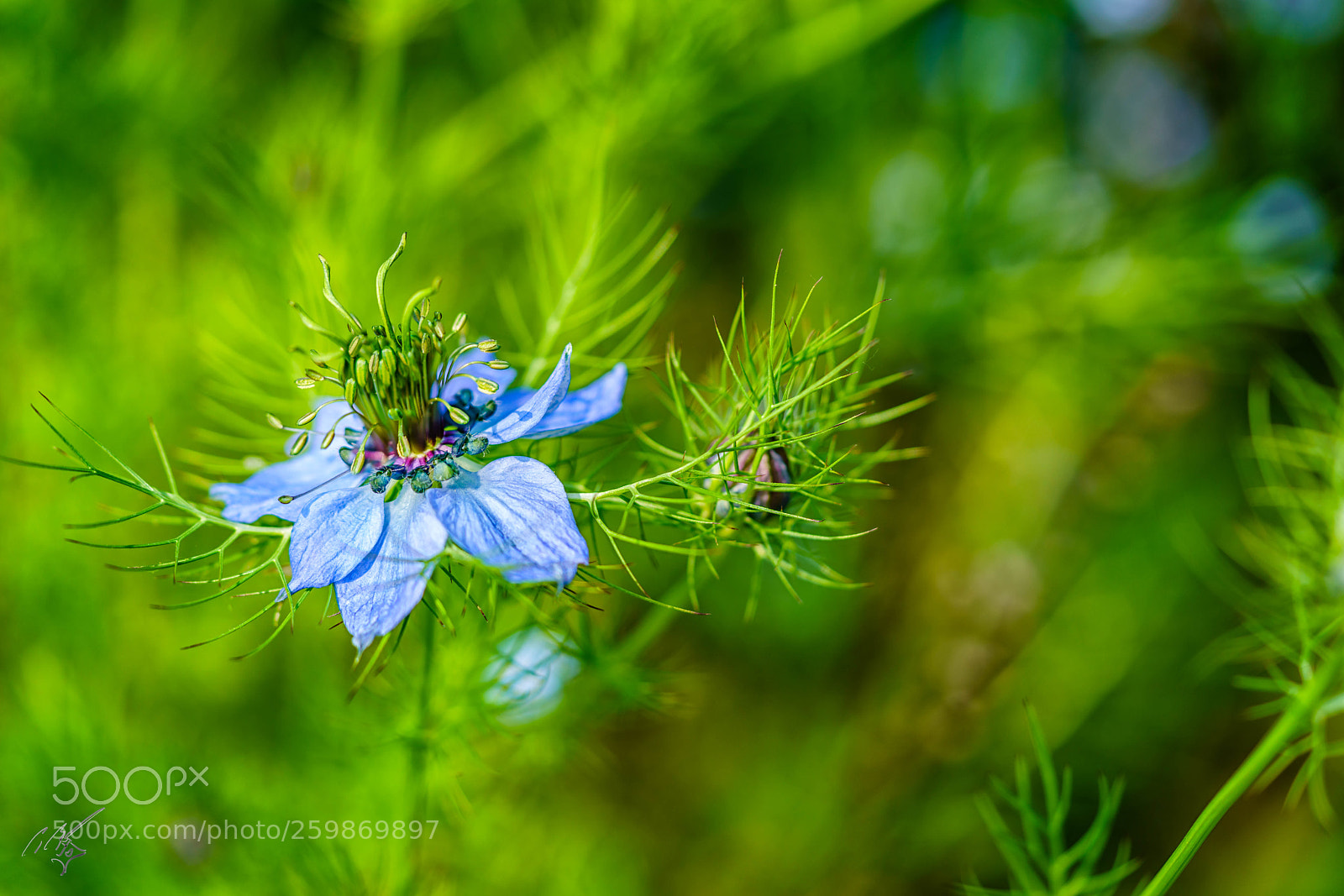 Sony a7R II sample photo. Blue for you flower photography