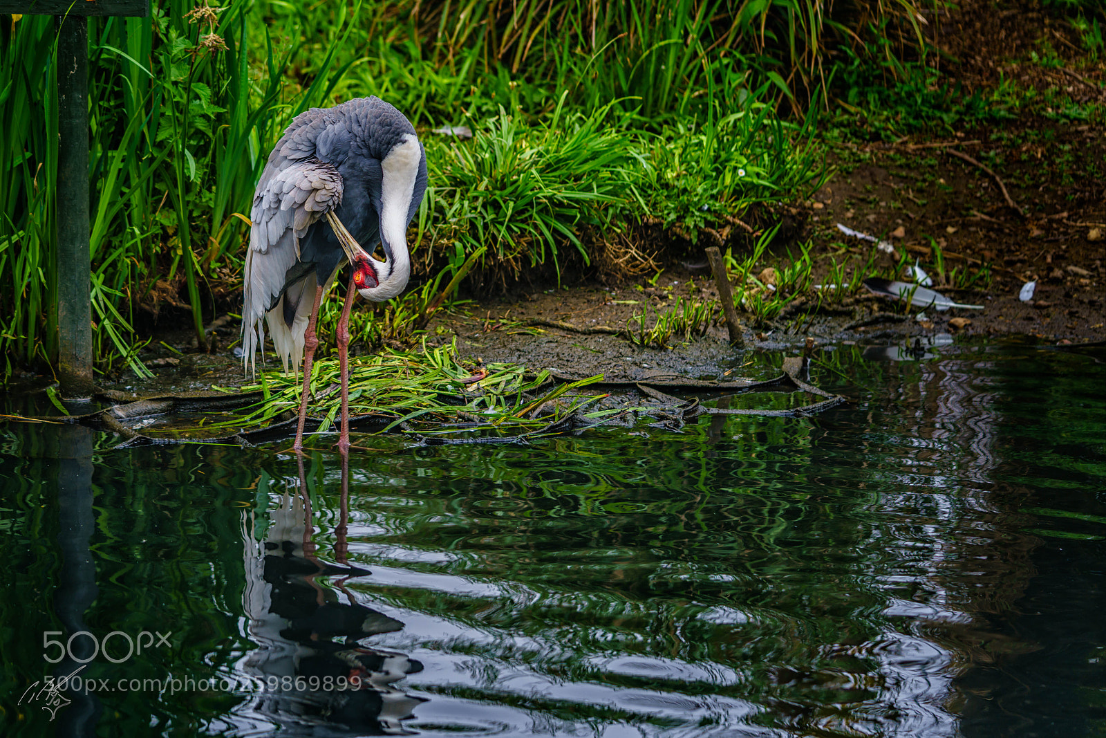 Sony a7R II sample photo. Cranes may photography