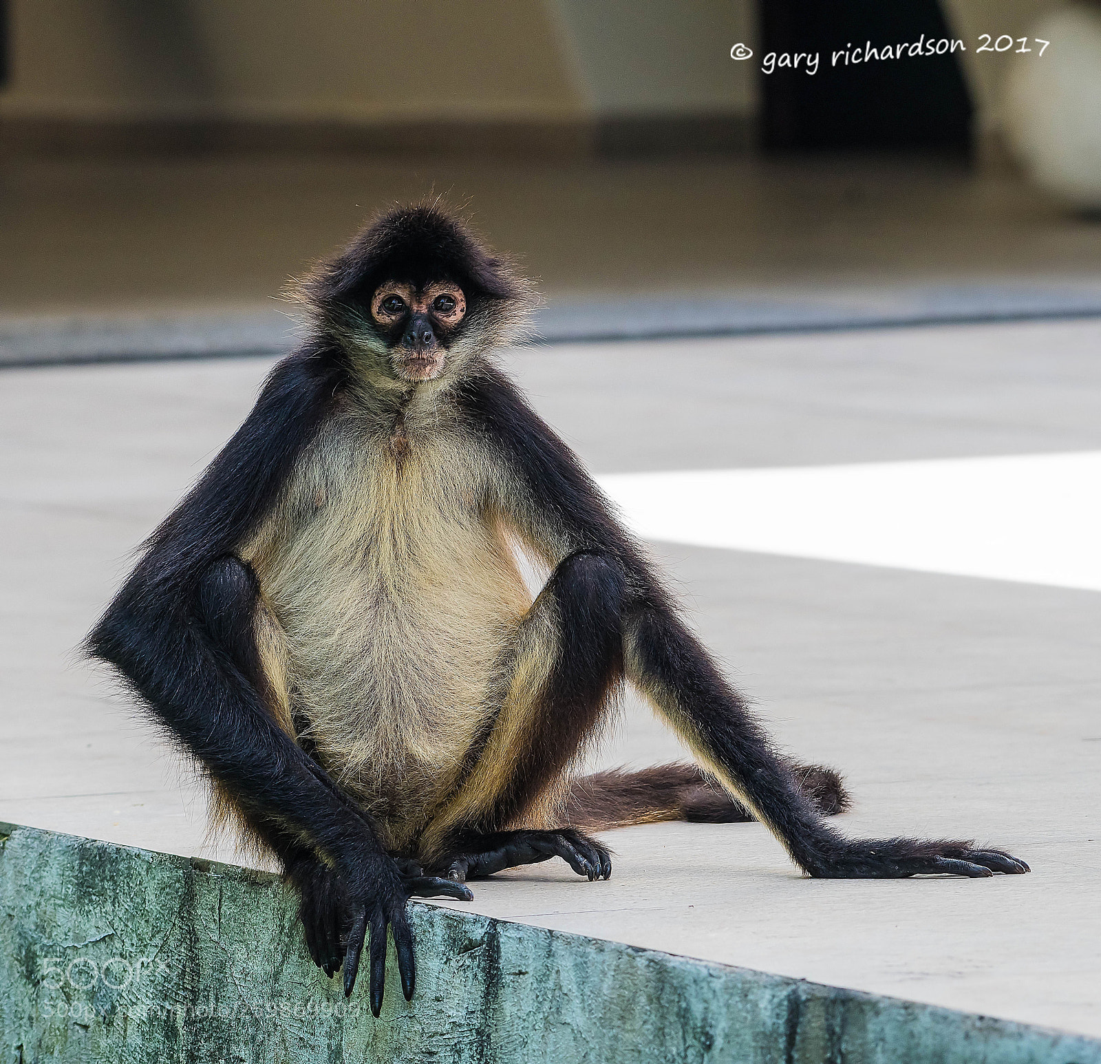Nikon D500 sample photo. Spider monkey yucatan mexico () photography