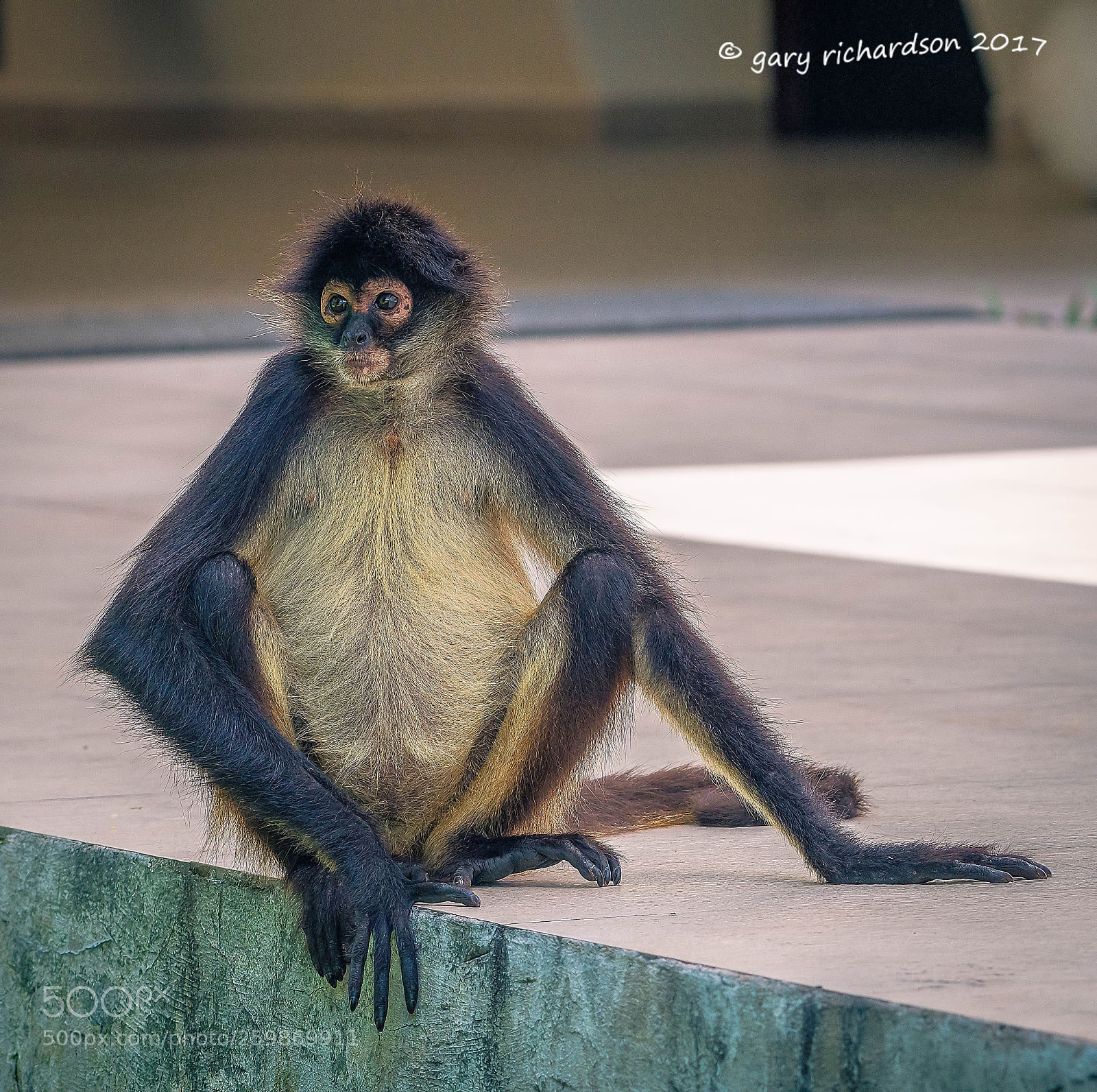 Nikon D500 sample photo. Spider monkey yucatan mexico () photography