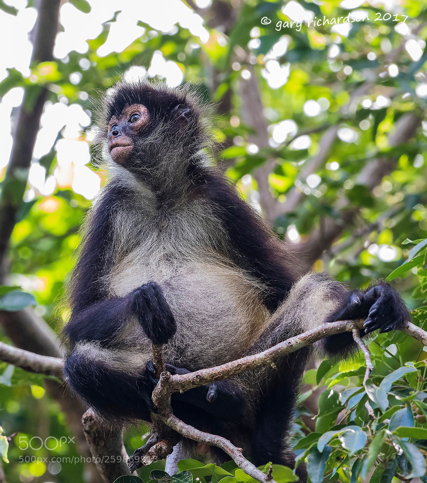Nikon D500 sample photo. Spider monkey yucatan mexico () photography