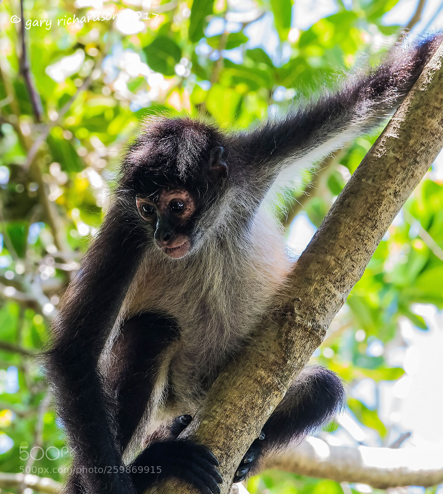 Nikon D500 sample photo. Spider monkey yucatan mexico () photography