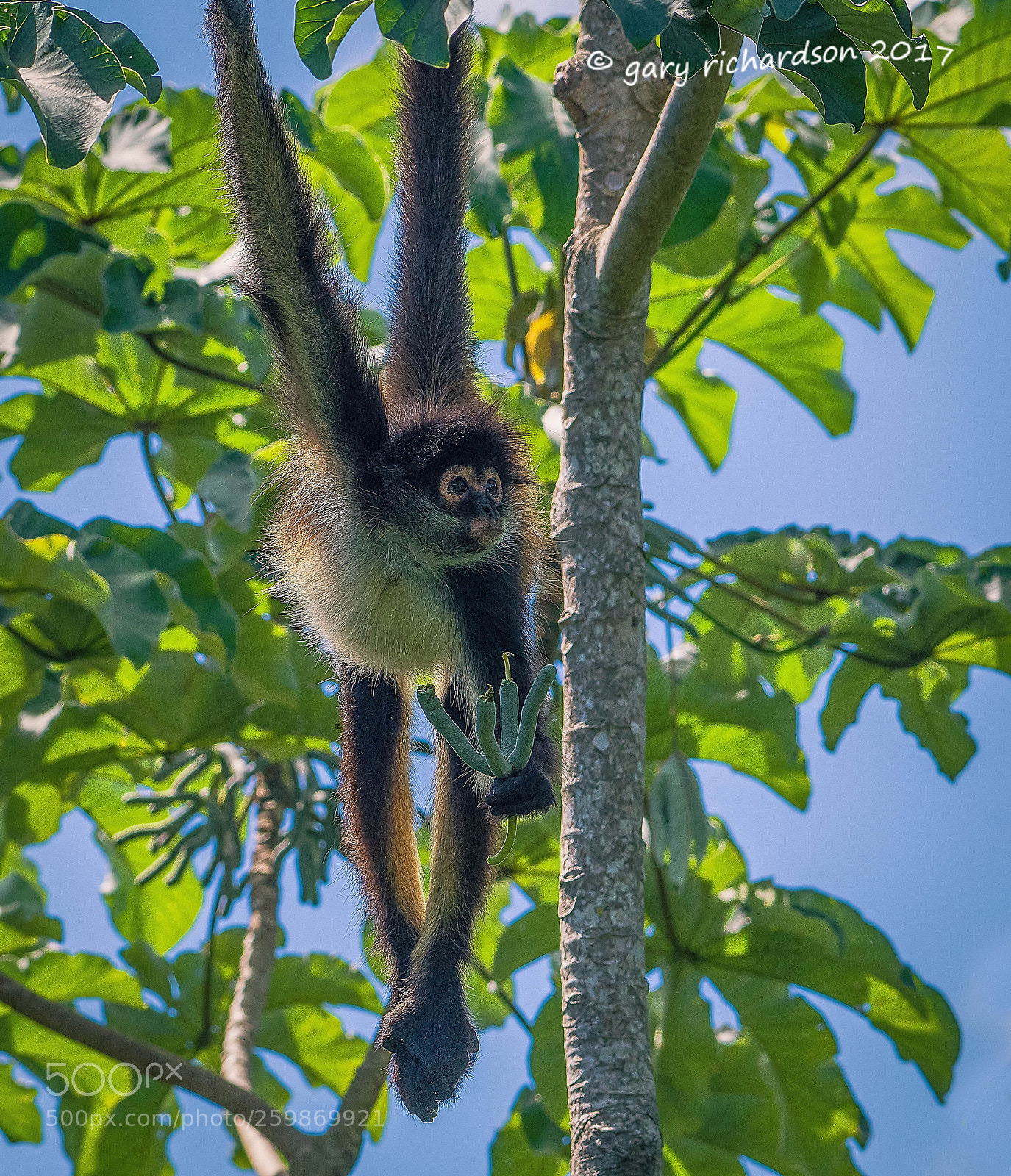 Nikon D500 sample photo. Spider monkey yucatan mexico () photography