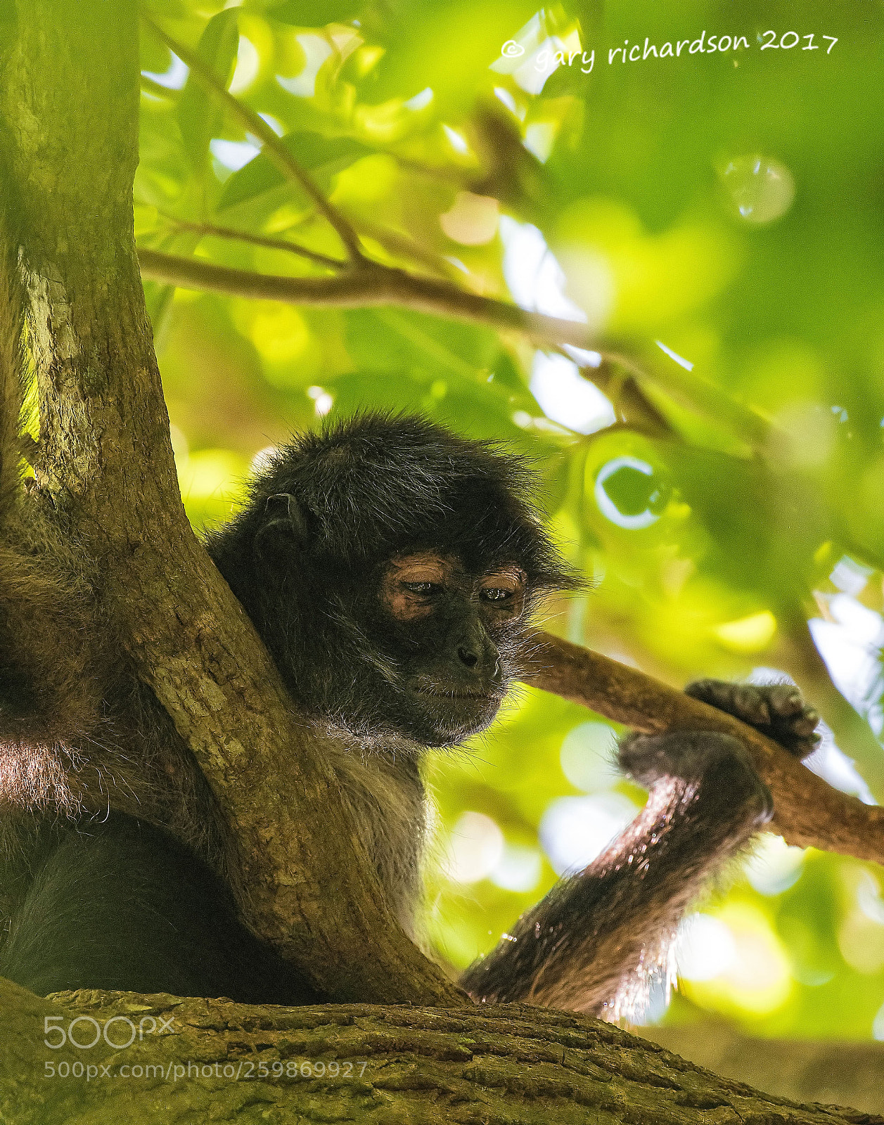 Nikon D500 sample photo. Spider monkey yucatan mexico () photography