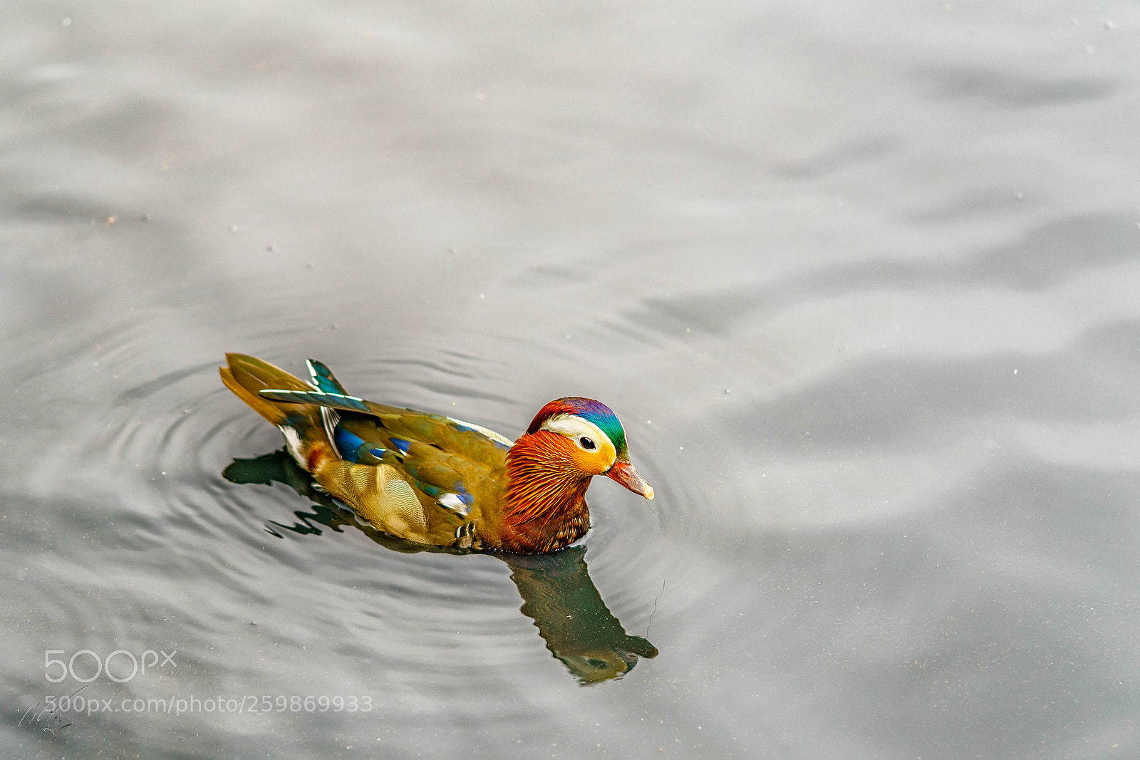 Sony a7R II sample photo. Ducks may photography
