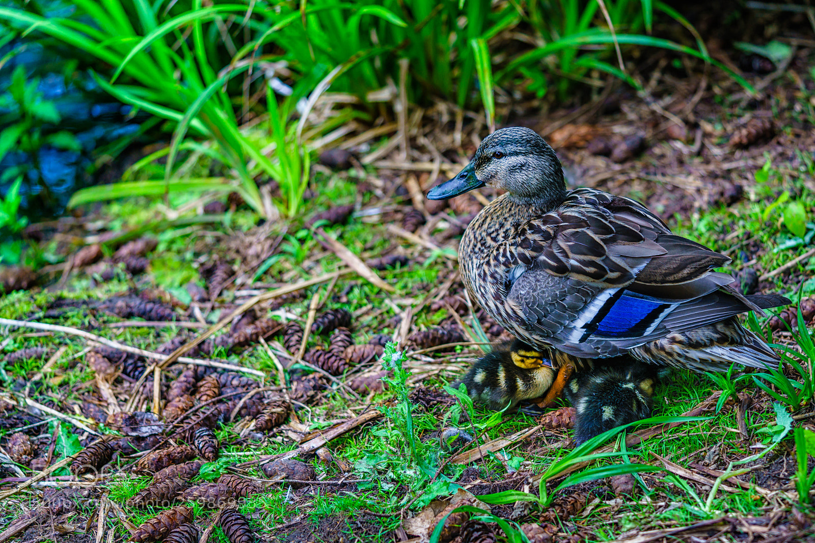 Sony a7R II sample photo. Ducks may photography