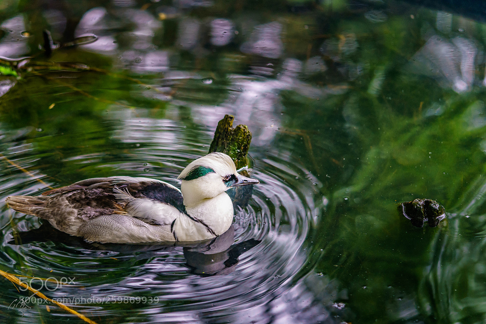 Sony a7R II sample photo. Ducks may photography