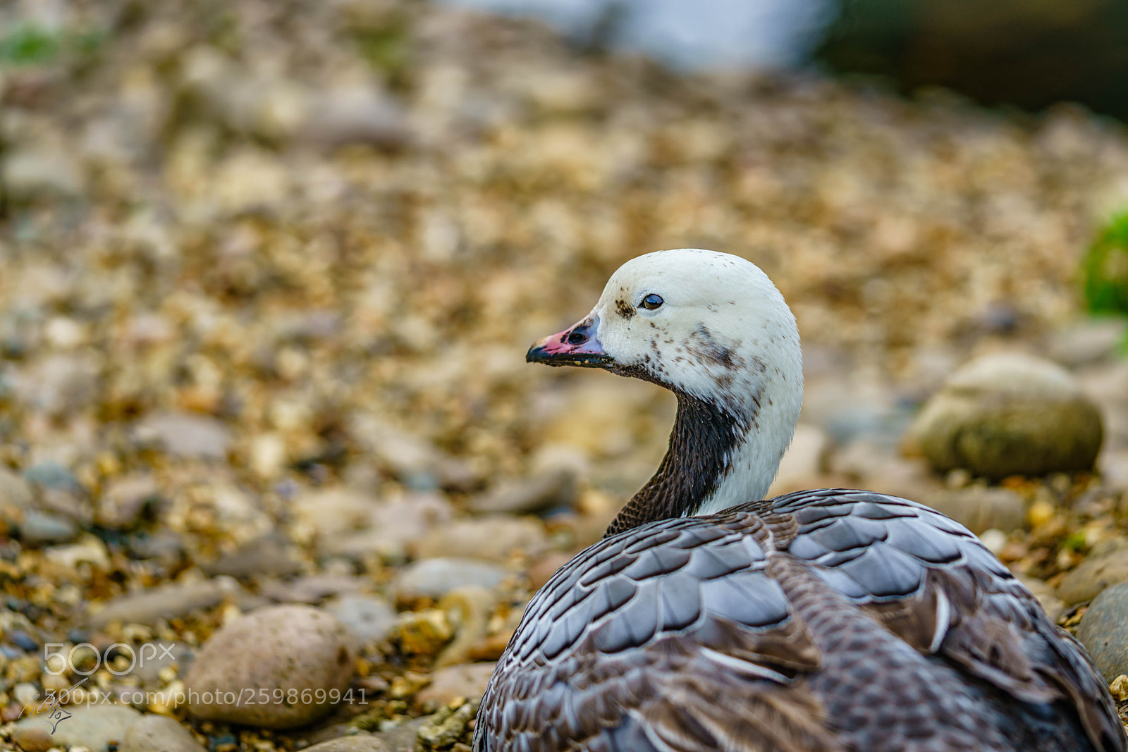 Sony a7R II sample photo. Goose may photography