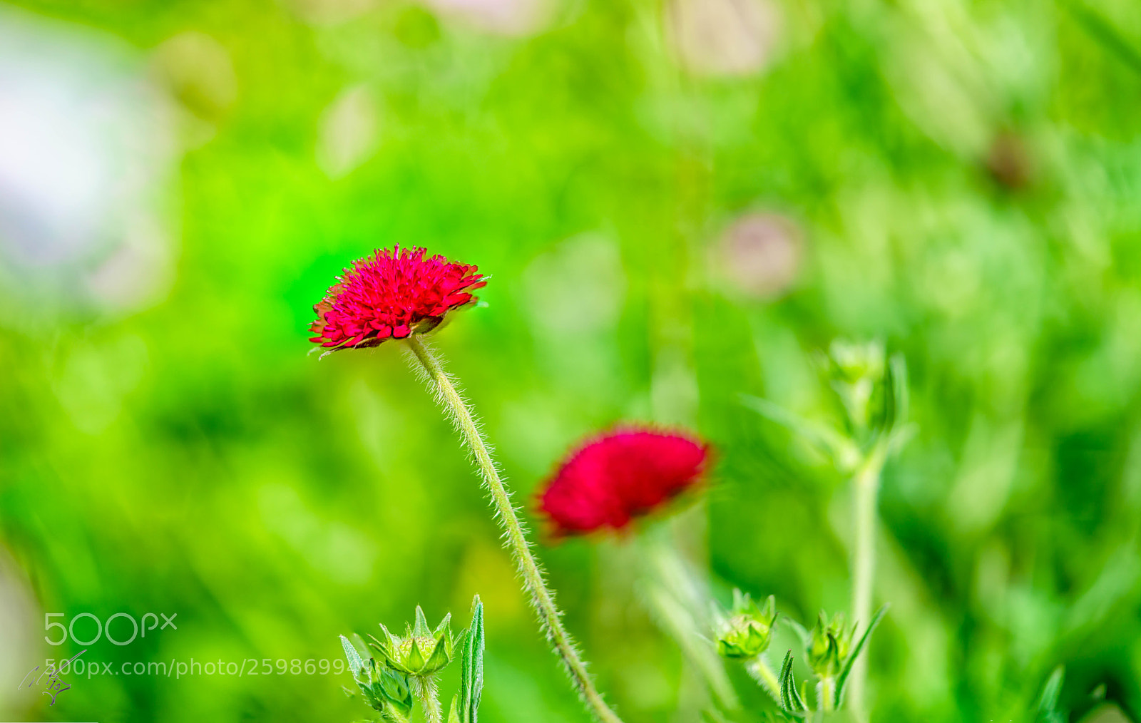 Sony a7R II sample photo. Just red may photography