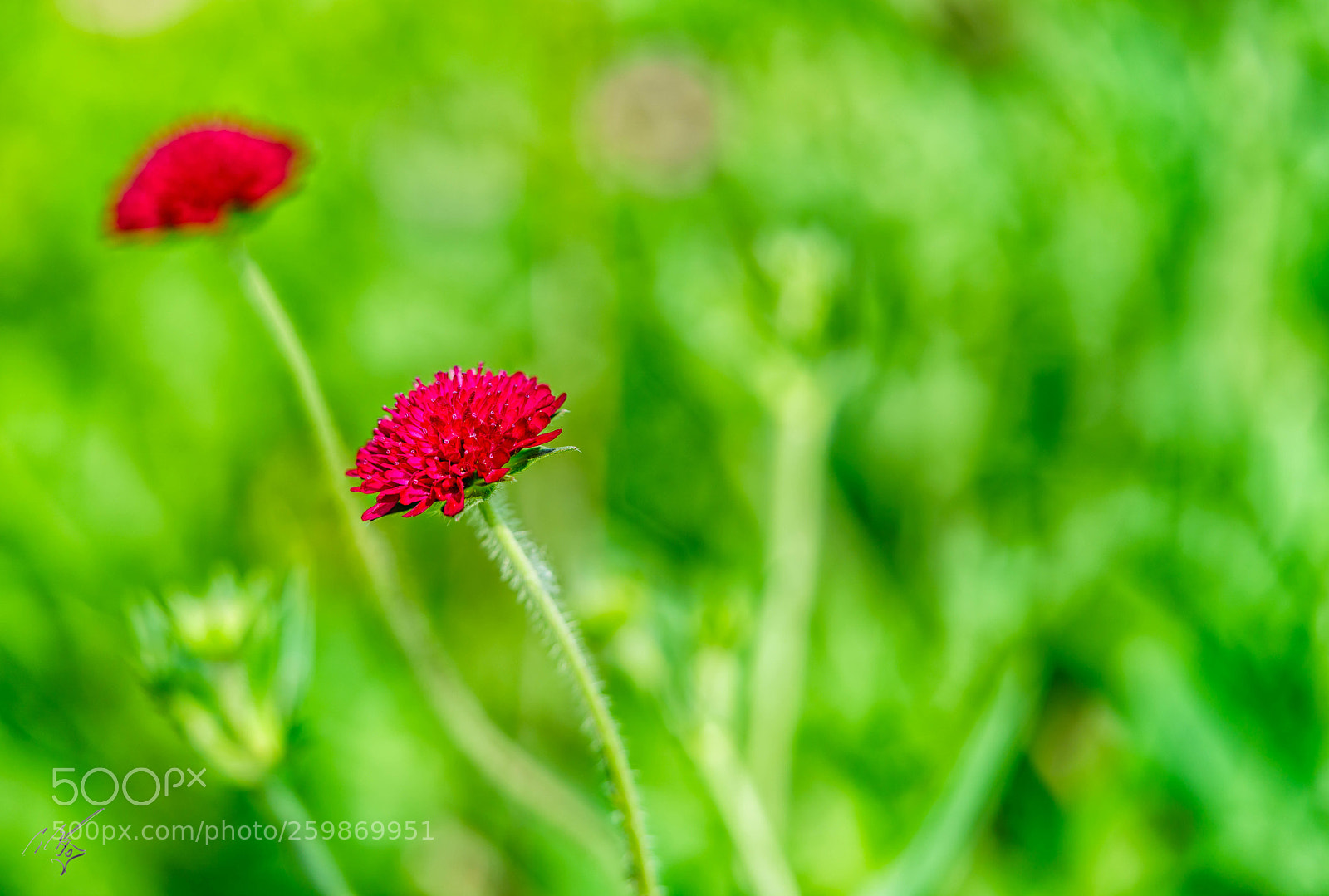Sony a7R II sample photo. Just red may photography