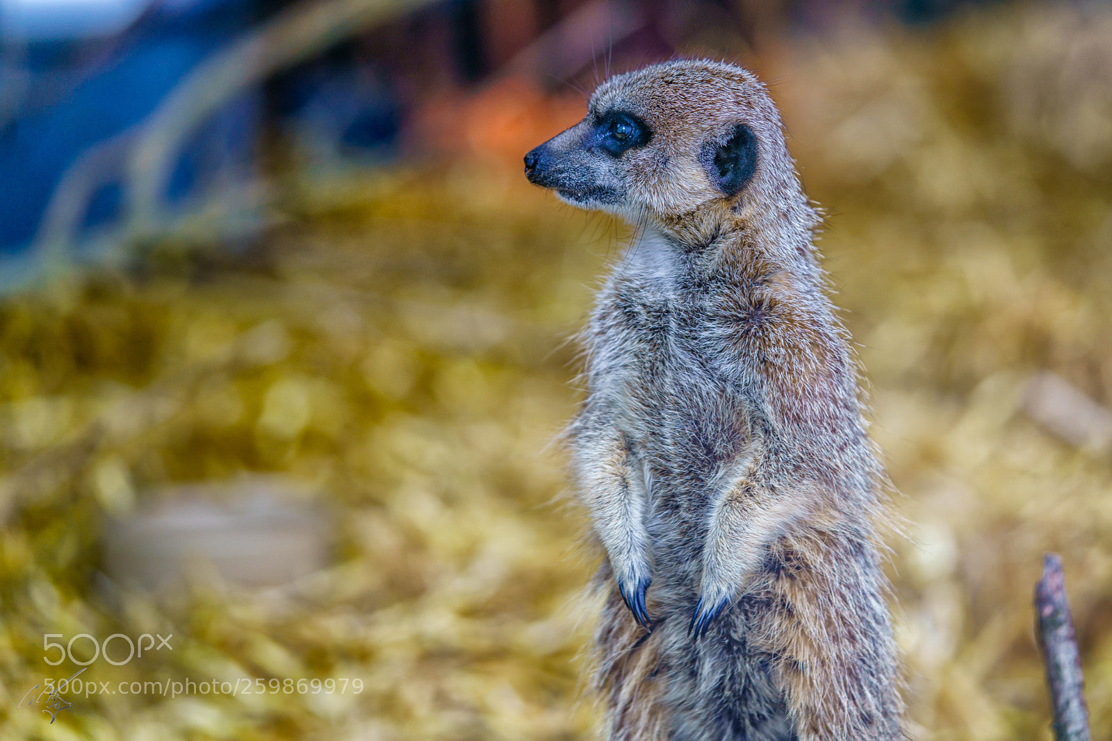 Sony a7R II sample photo. Meer cats may photography