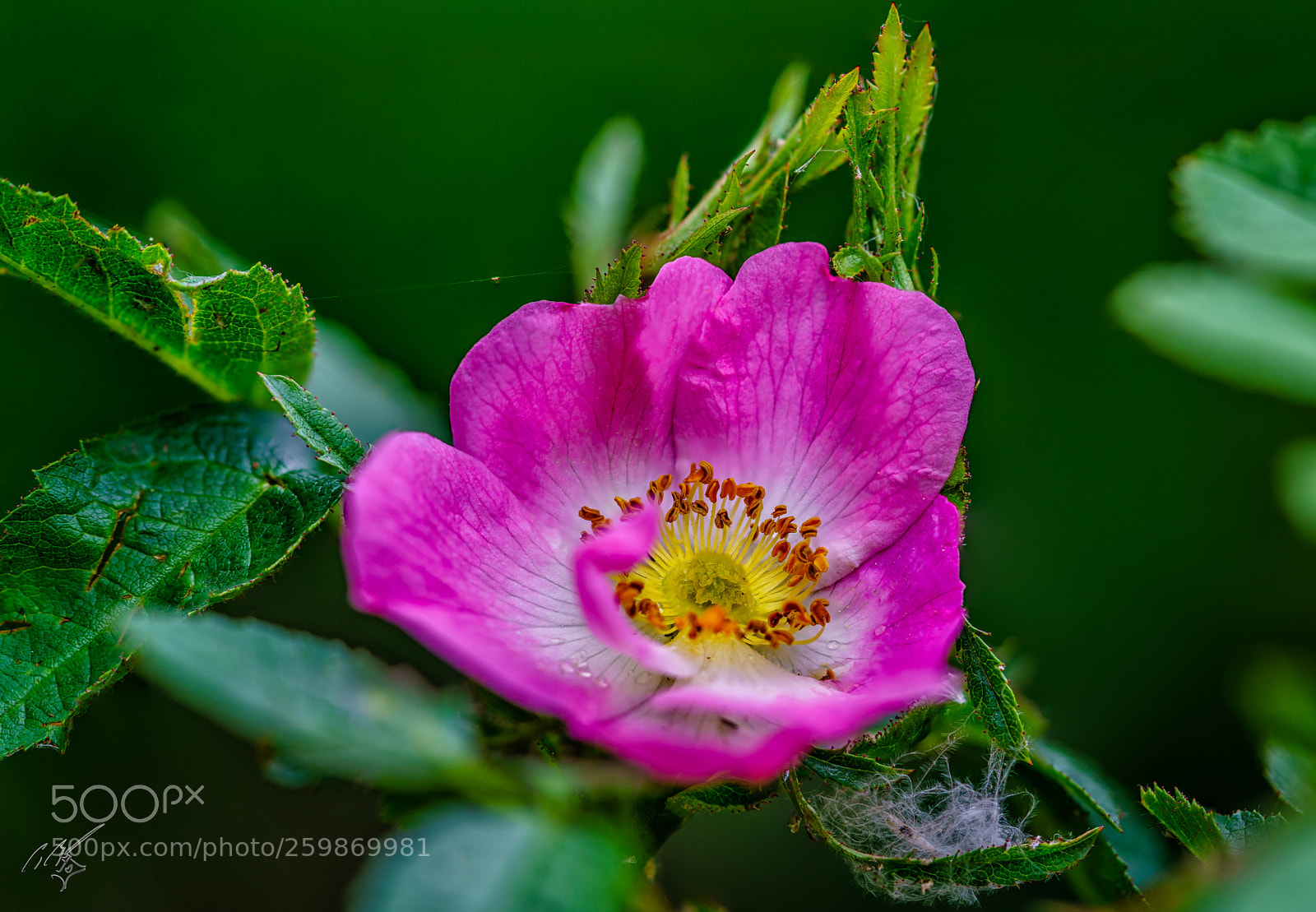 Sony a7R II sample photo. Pink flower may photography