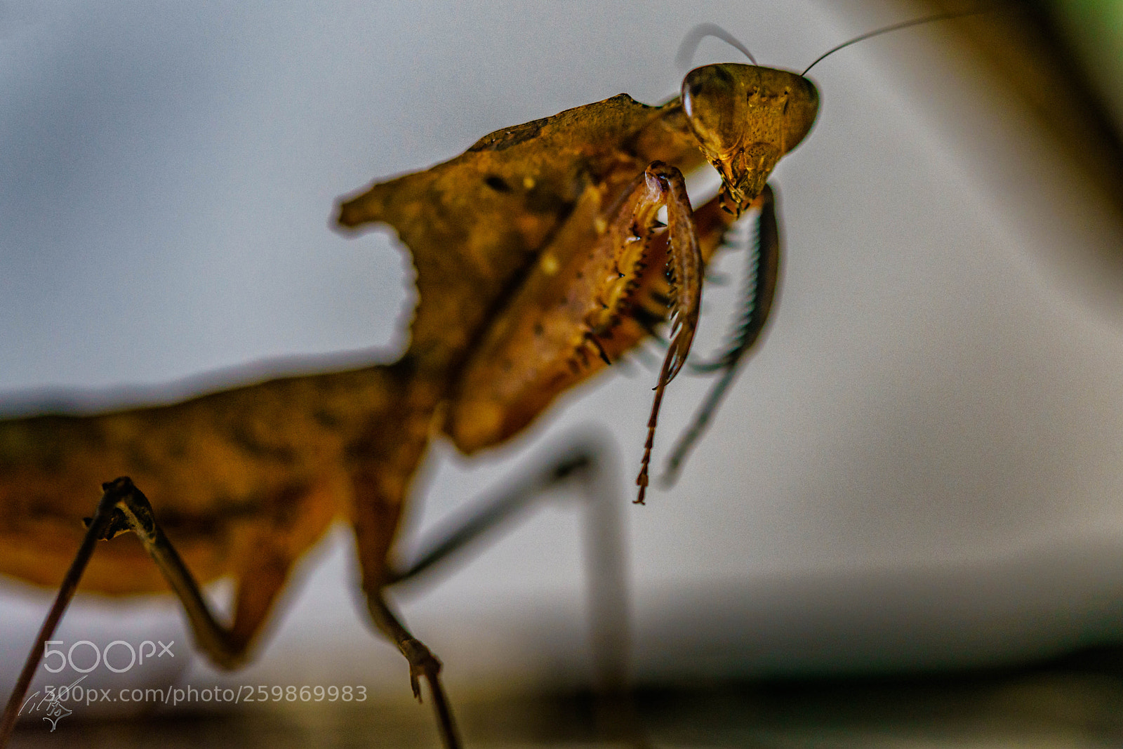 Sony a7R II sample photo. Prying mantis may photography