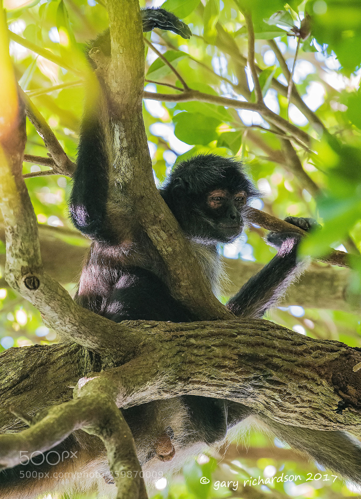 Nikon D500 sample photo. Spider monkey yucatan mexico () photography