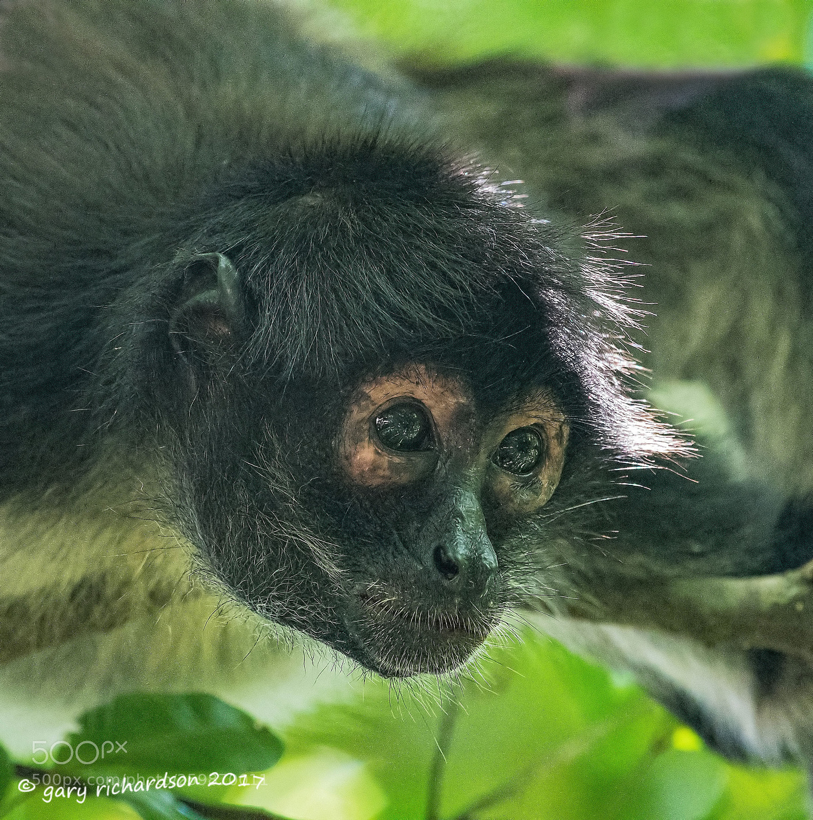 Nikon D500 sample photo. Spider monkey yucatan mexico () photography