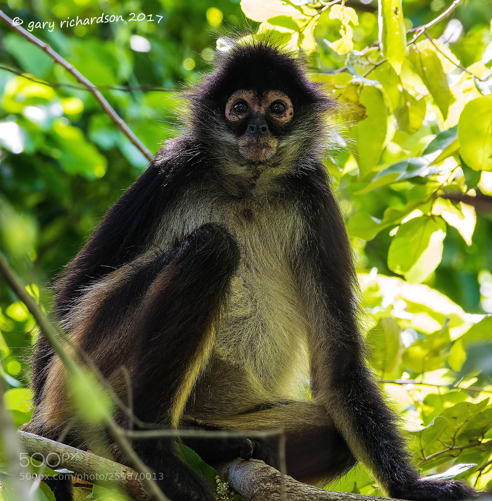 Nikon D500 sample photo. Spider monkey yucatan mexico () photography