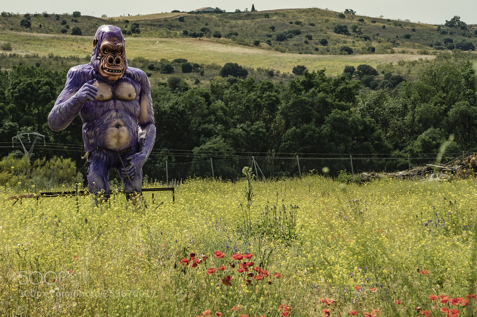 Sony a7 sample photo. El gorila gigante va photography