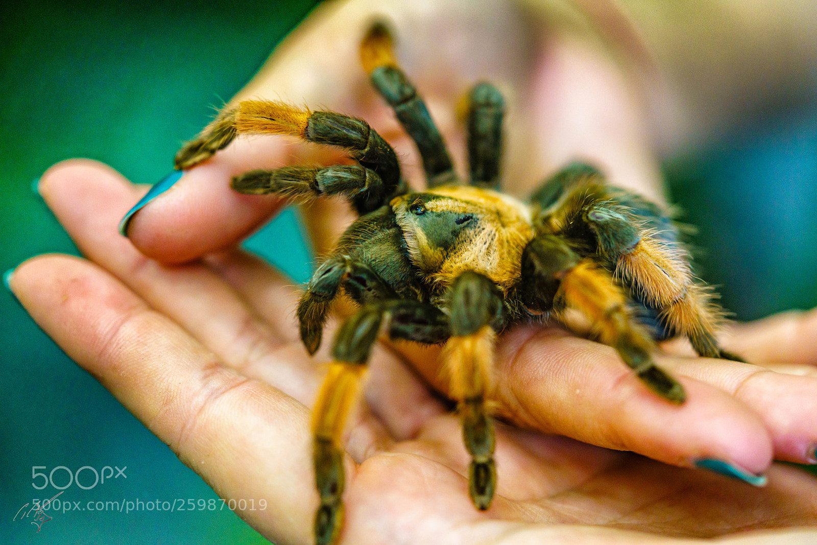 Sony a7R II sample photo. Spider may photography