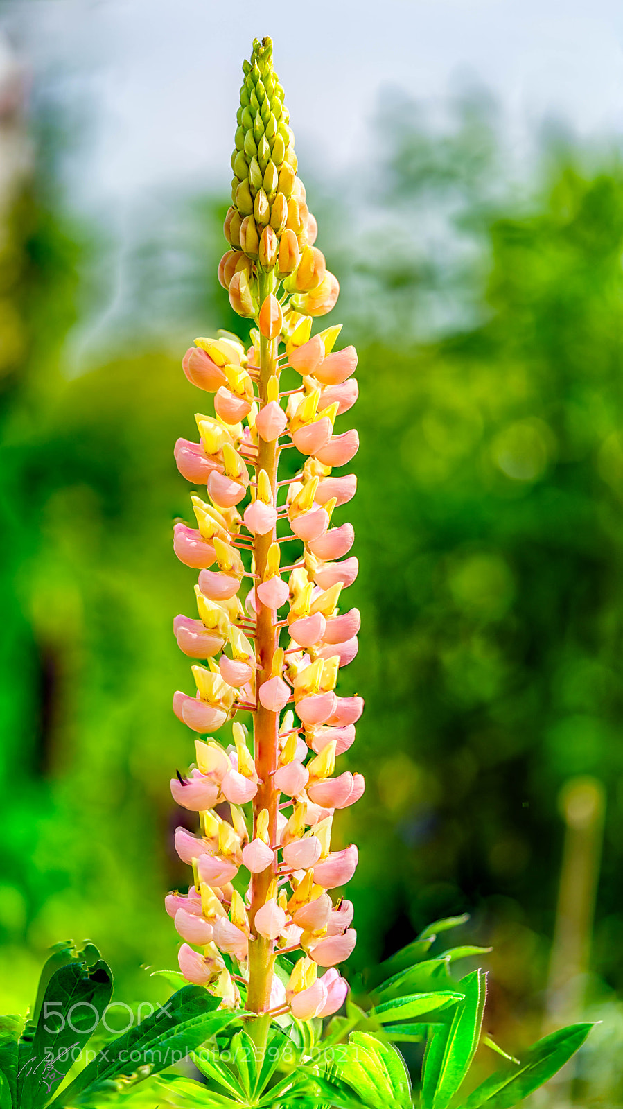 Sony a7R II sample photo. Tall flower may photography
