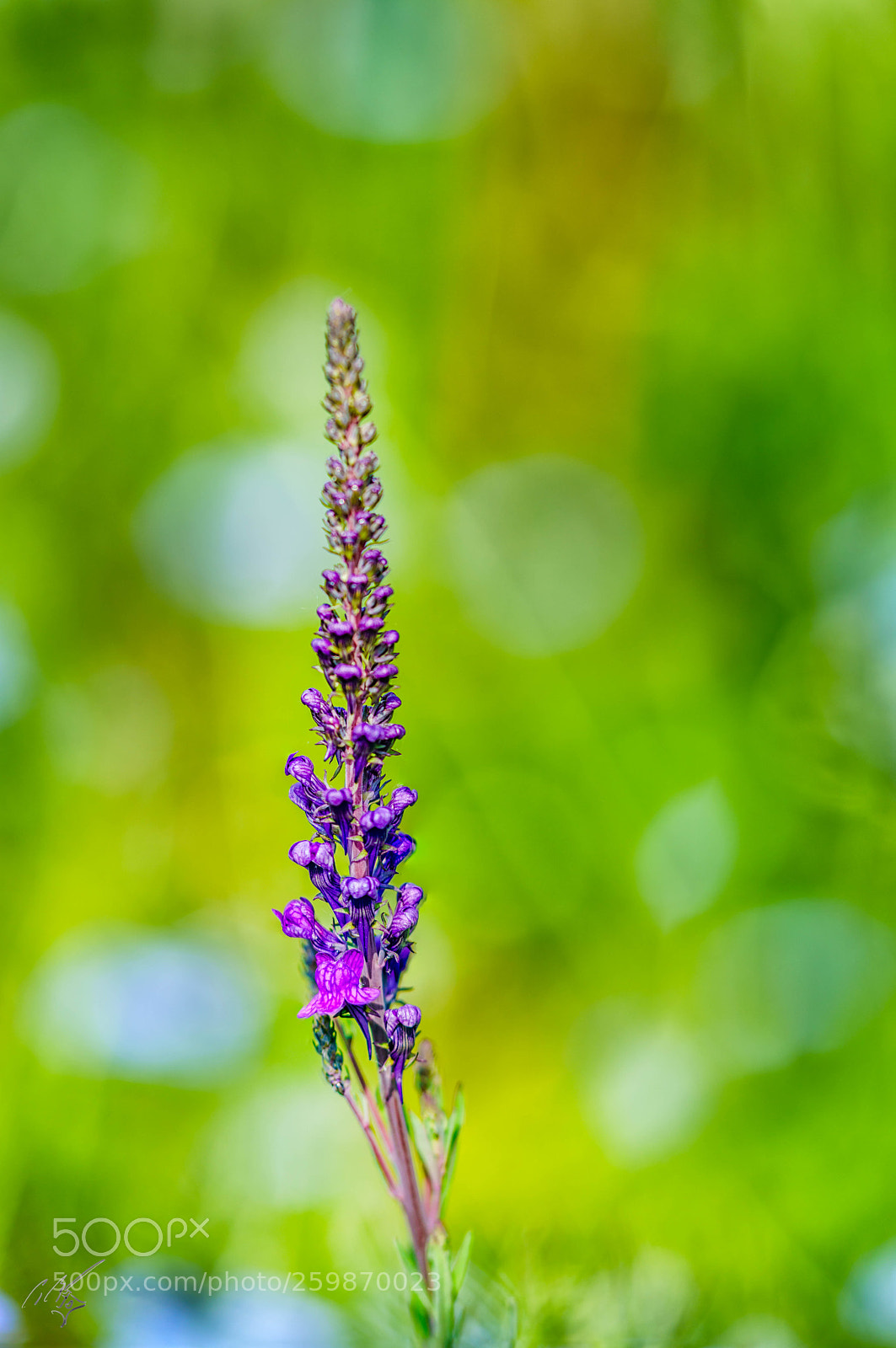 Sony a7R II sample photo. Tall flower may photography